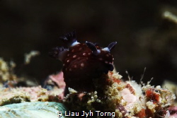 I have better signal with 2 antenna at my back~ by Liau Jyh Torng 